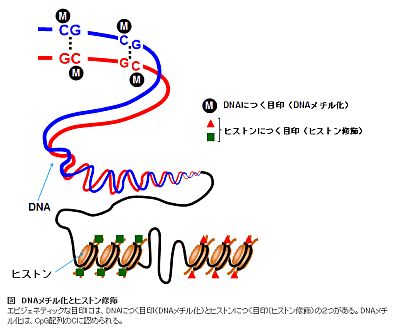 国立がん研究センターのエピジェネティクス定義 鈴木頌の発言 国際政治 歴史 思想 医療 音楽