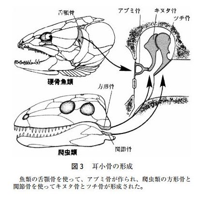 耳小骨