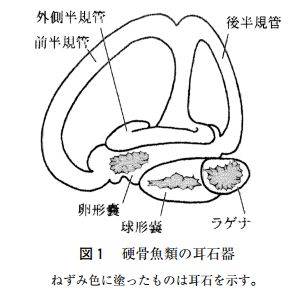 魚の耳