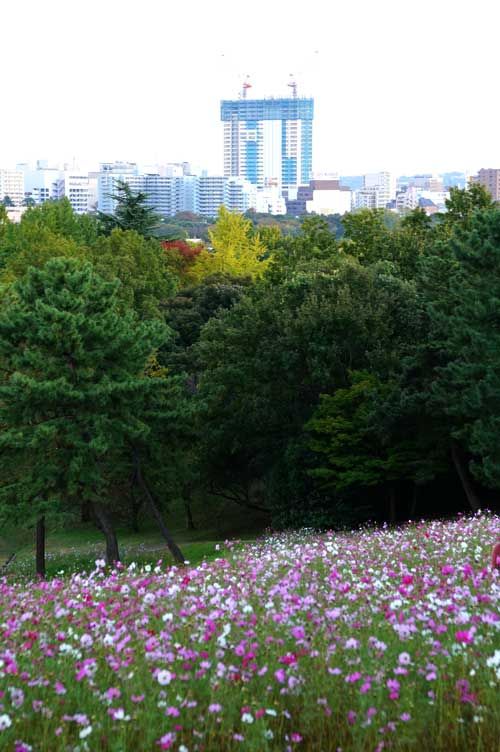 プラウドタワー立川 昭和記念公園 コスモス