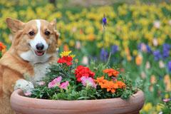 Corgi spring