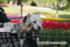 110425_5882ani