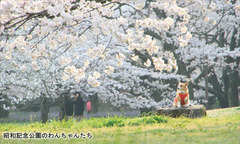 cherry blossoms dog
