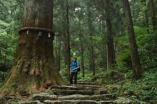 鳳来寺山で最も素晴らしいスギ