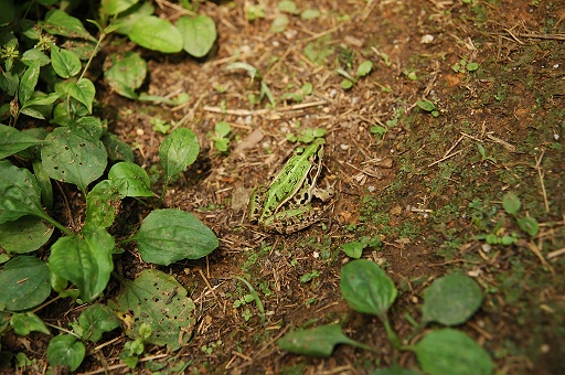 かえる