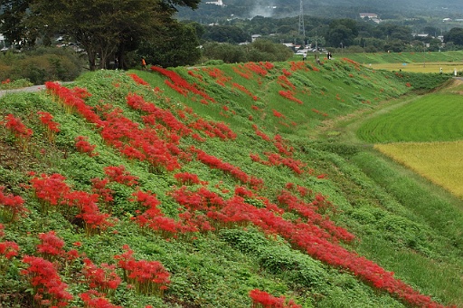 開花状況