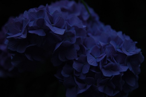 夜光花
