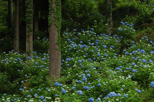 21世紀の森
