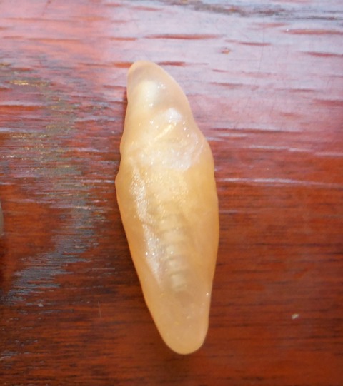 DSCF4883