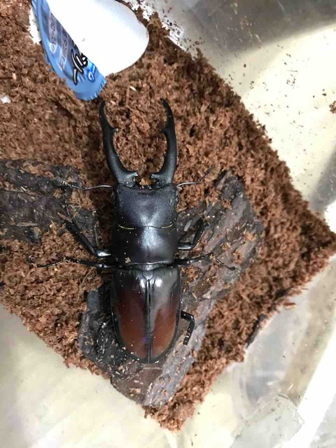 ツカモトフタマタ羽化！ : SUYのクワ部屋