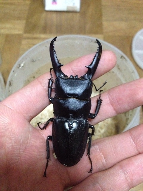 特大個体】 ツシマヒラタクワガタ ♂約80mm 標本 ツシマヒラタ ツシマ