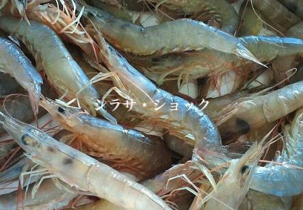 5月の悲劇 シラサ ショックは予見されていた Blue Tetristの釣りノート