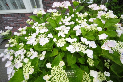 IMG_4204