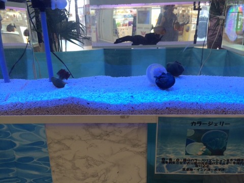 20150708s