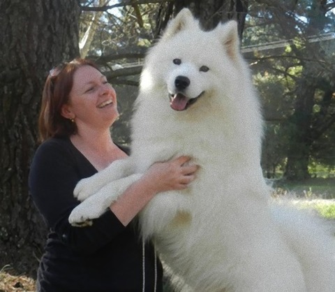samoyed ár