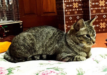 cat_20150101_3