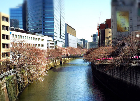 目黒川_桜