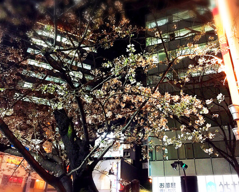 渋谷_桜開花