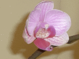 9335eae9.gif