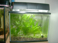 aqualight