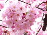 sakura-712316_960_720
