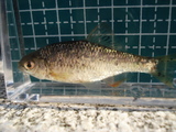 DSC09939