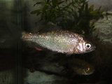DSC00258