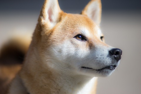 shiba-inu-3087207_1920