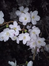 sakura