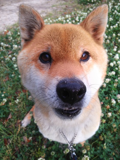 jun