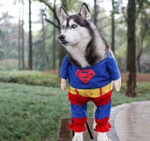 inu