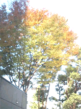 kouyou