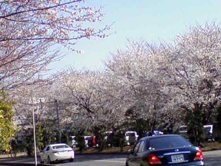 北本桜2