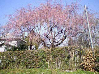 北本桜7