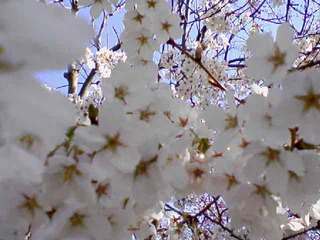北本桜1