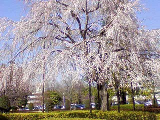 北本桜3