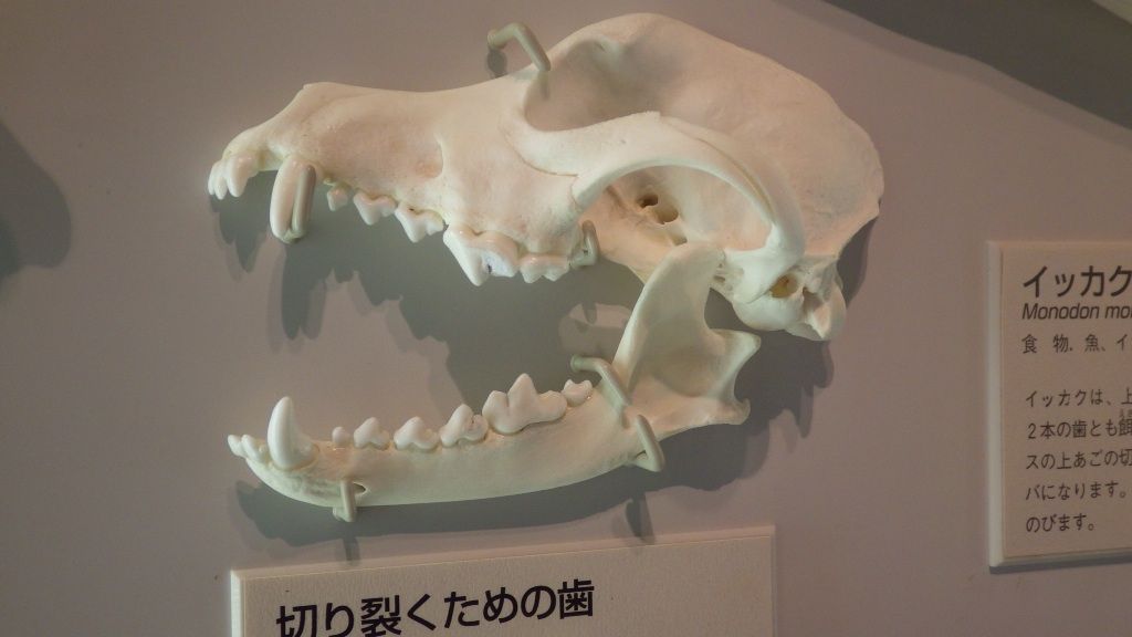 前歯 の 役割 歯科進化論