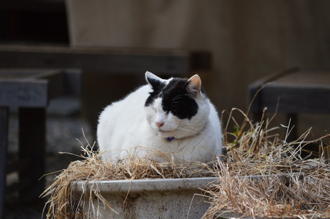 DSC_0111