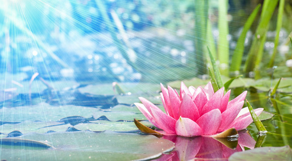 lotus