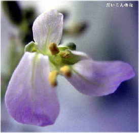 daikon-03