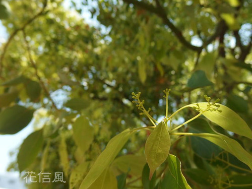 楠実 楠 実を見つけました : 花信風 季節からのたより