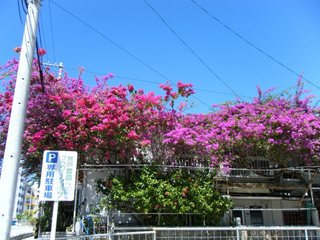 DSCF6009