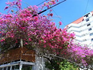 DSCF6008