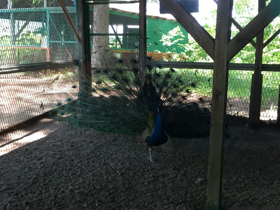 岩手県で、孔雀と出会う。 | シルバーバックのスタッフ日記