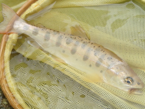 P6280334