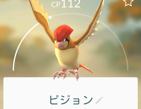 ピジョン 画像