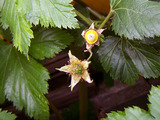 060524_berry-2