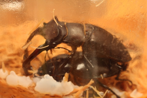 ユダイクスミヤマクワガタ飼育記 採卵〜幼虫飼育 : オオカブトの部屋