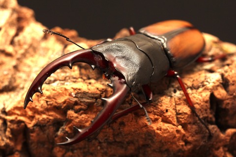 ウムハンノコギリクワガタ飼育記 : オオカブトの部屋