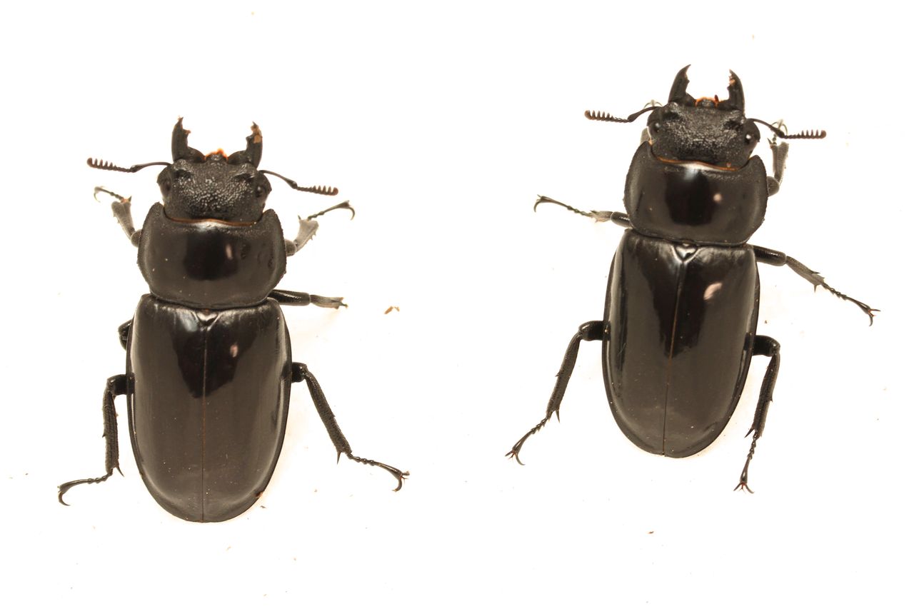 オオカブトの部屋 - マンディブラリスフタマタクワガタ
